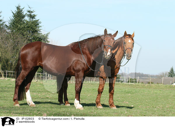 2 warmbloods / IP-02603