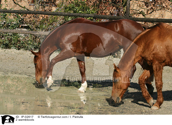 2 Warmblter / 2 warmbloods / IP-02617