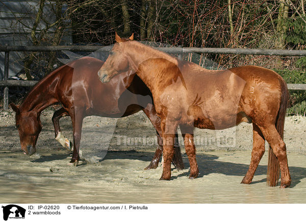 2 warmbloods / IP-02620