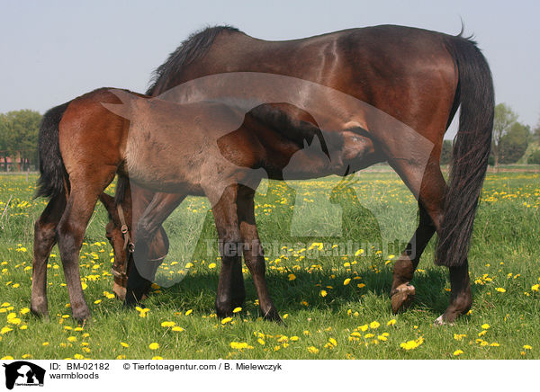 Warmblter / warmbloods / BM-02182