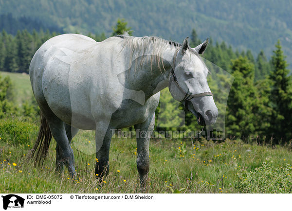 warmblood / DMS-05072