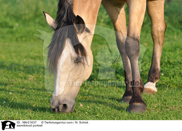 warmblood portrait / NN-01637