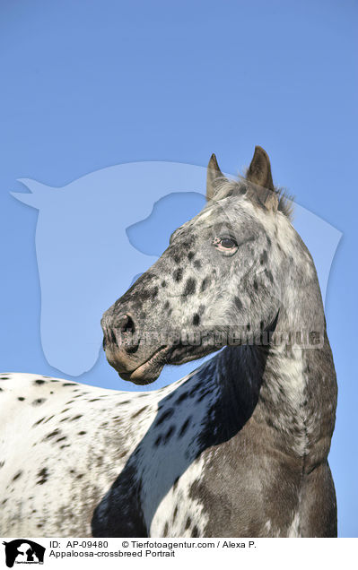 Appaloosa-Mix Portrait / Appaloosa-crossbreed Portrait / AP-09480
