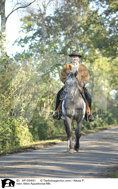 Mann reitet Appaloosa-Mix / man rides Appaloosa-Mix / AP-09491