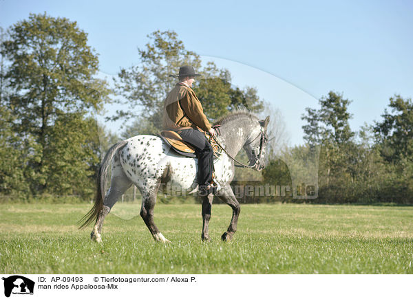 Mann reitet Appaloosa-Mix / man rides Appaloosa-Mix / AP-09493