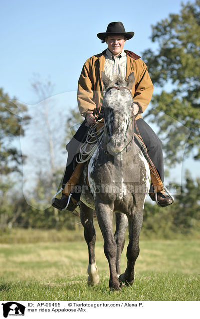Mann reitet Appaloosa-Mix / man rides Appaloosa-Mix / AP-09495