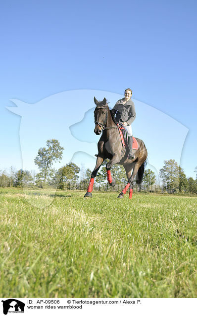 Frau reitet Warmblut / woman rides warmblood / AP-09506