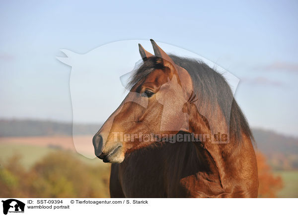 warmblood portrait / SST-09394