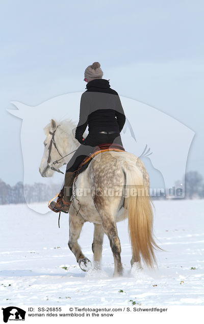 Frau reitet Warmblut / woman rides warmblood / SS-26855