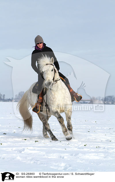 Frau reitet Warmblut / woman rides warmblood / SS-26860