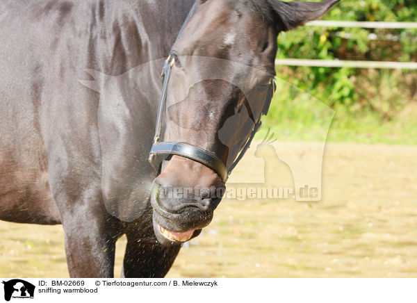 schnaubendes Warmblut / sniffing warmblood / BM-02669