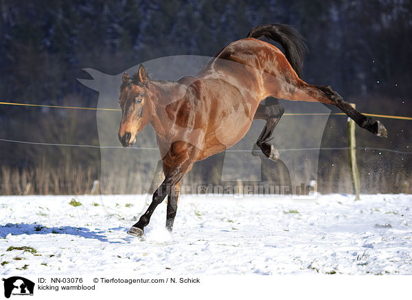 auskeilendes Warmblut / kicking warmblood / NN-03076