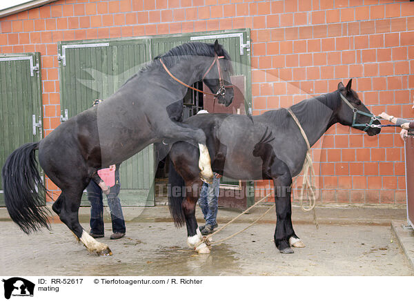 Stute beim Hengst / mating / RR-52617