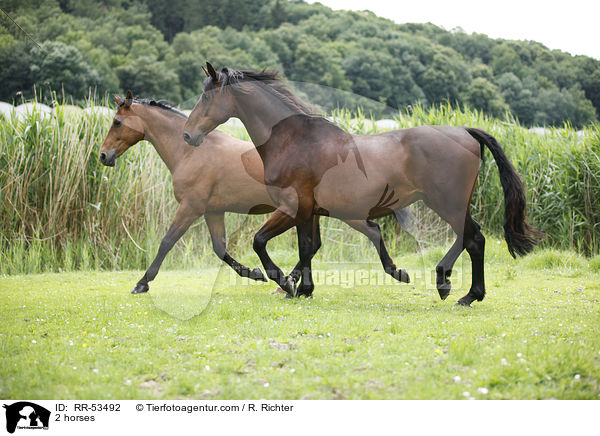 2 Pferde / 2 horses / RR-53492