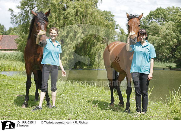2 Pferde / 2 horses / RR-53511