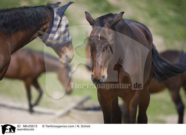 Warmblter / warmbloods / NN-05615
