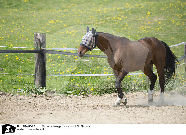 laufendes Warmblut / walking warmblood / NN-05616