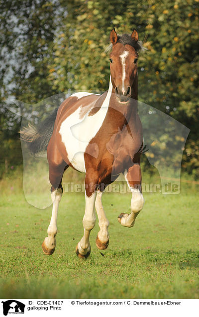 galloping Pinto / CDE-01407