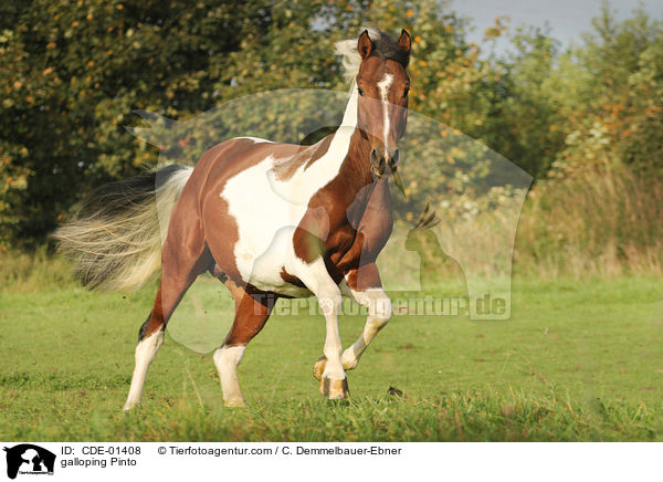 galloping Pinto / CDE-01408