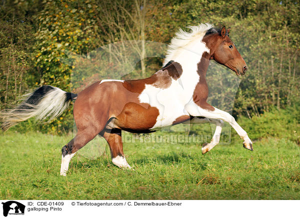 galloping Pinto / CDE-01409