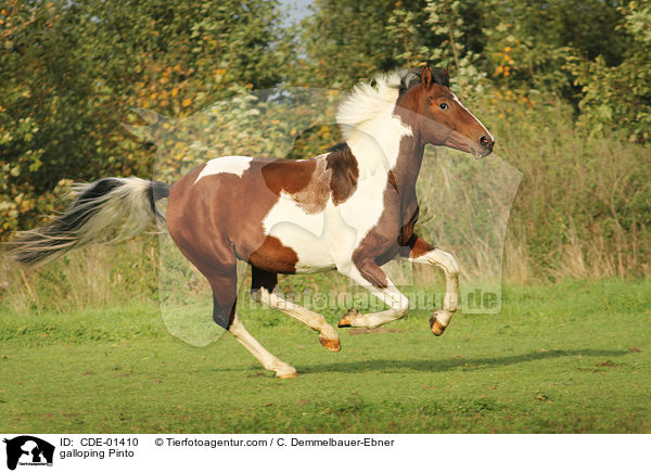galloping Pinto / CDE-01410