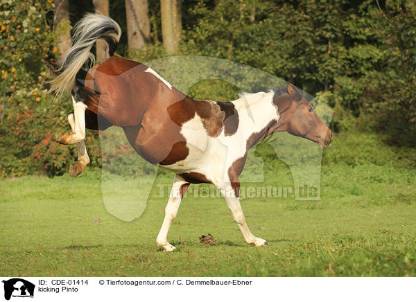 Pinto keilt aus / kicking Pinto / CDE-01414