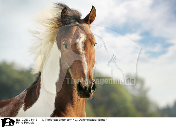 Pinto Portrait / CDE-01415