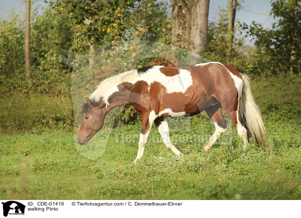 walking Pinto / CDE-01416