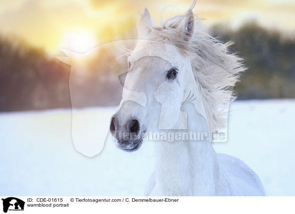 Warmblut Portrait / warmblood portrait / CDE-01615