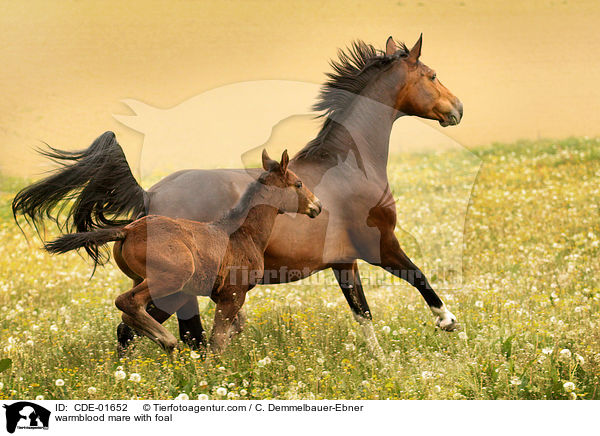 Warmblut Stute mit Fohlen / warmblood mare with foal / CDE-01652