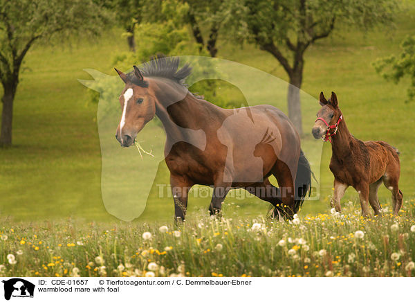 warmblood mare with foal / CDE-01657