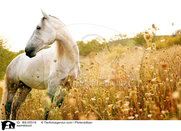Warmblut / warmblood / BS-05516