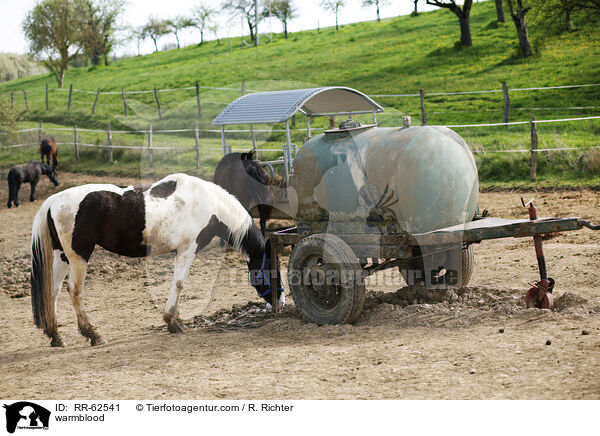 Warmblut / warmblood / RR-62541