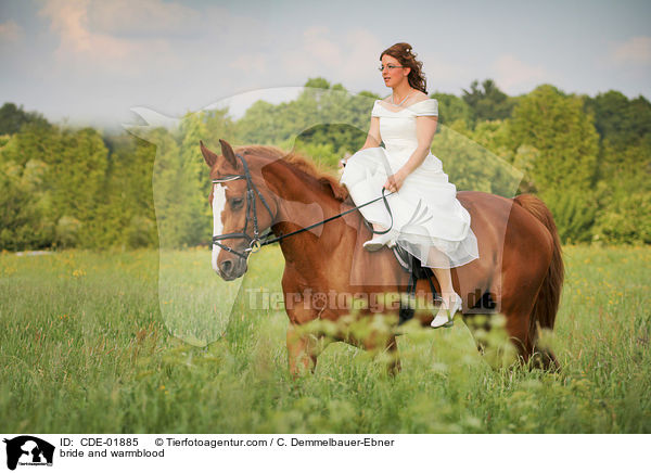 Braut und Warmblut / bride and warmblood / CDE-01885