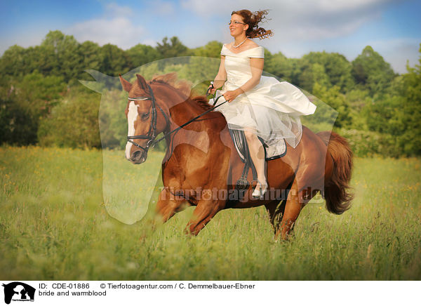 Braut und Warmblut / bride and warmblood / CDE-01886