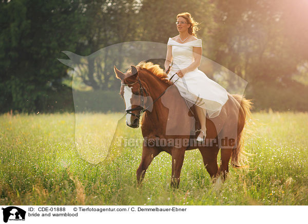 Braut und Warmblut / bride and warmblood / CDE-01888