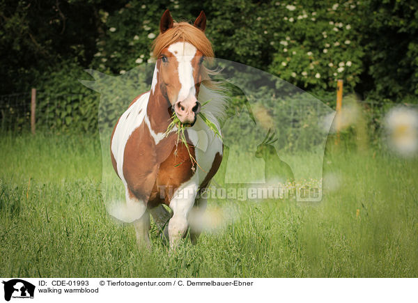 walking warmblood / CDE-01993