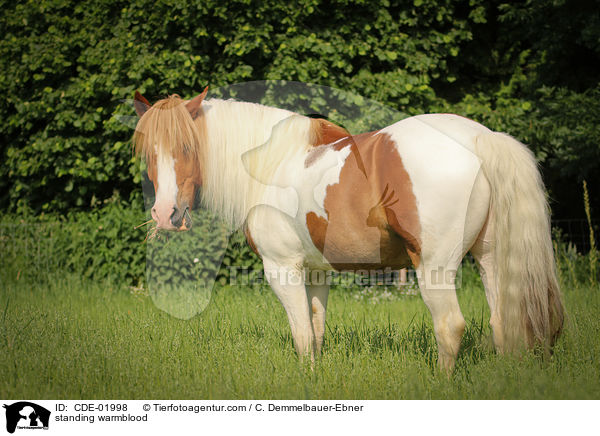 standing warmblood / CDE-01998