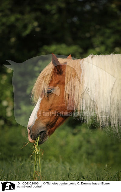 warmblood portrait / CDE-02000
