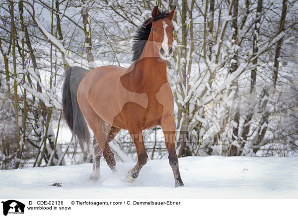 Warmblut im Schnee / warmblood in snow / CDE-02136