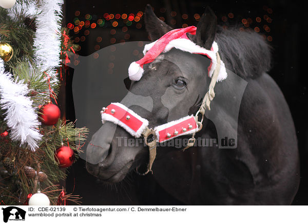 Warmblut Portrait zu Weihnachten / warmblood portrait at christmas / CDE-02139