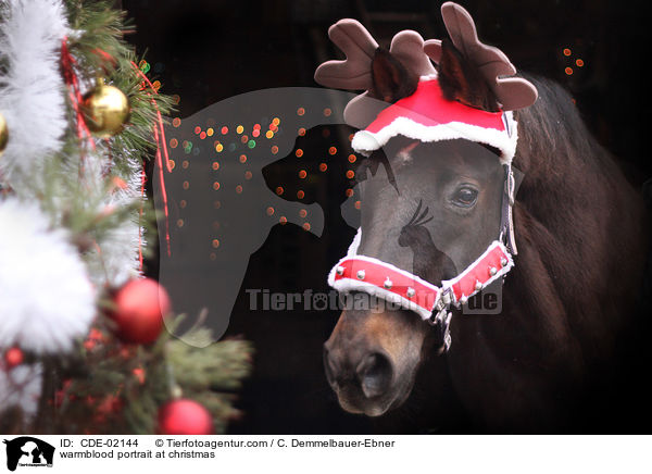 Warmblut Portrait zu Weihnachten / warmblood portrait at christmas / CDE-02144