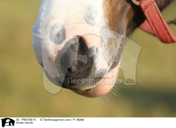 horse mouth / PM-05815