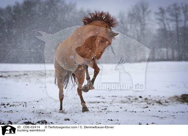 buckelndes Warmblut / bucking warmblood / CDE-02414