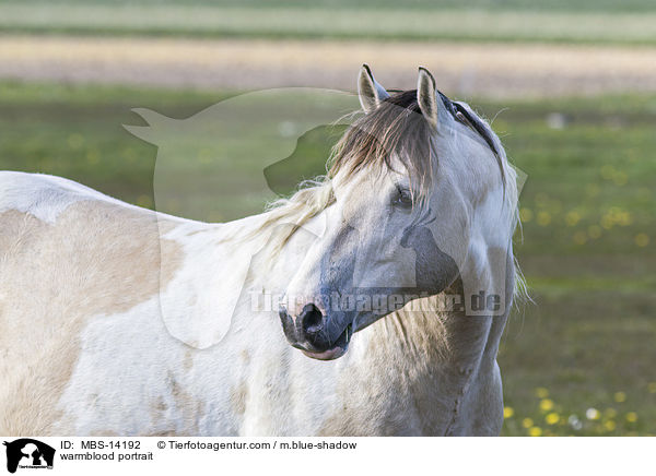 warmblood portrait / MBS-14192