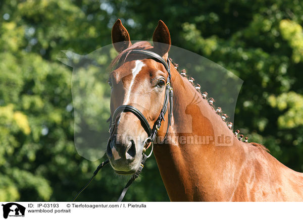 Warmblut Portrait / warmblood portrait / IP-03193