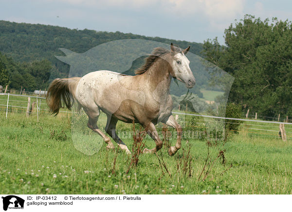 galloping warmblood / IP-03412