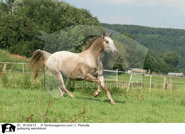 galloping warmblood / IP-03413