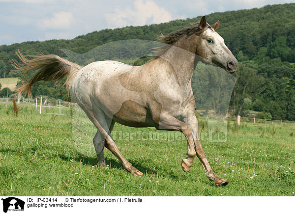 galloping warmblood / IP-03414