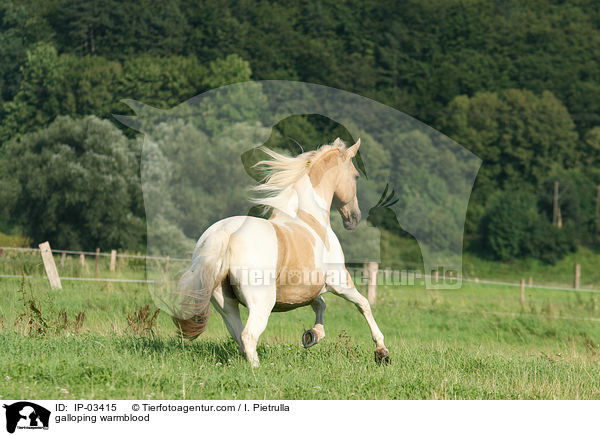galloping warmblood / IP-03415